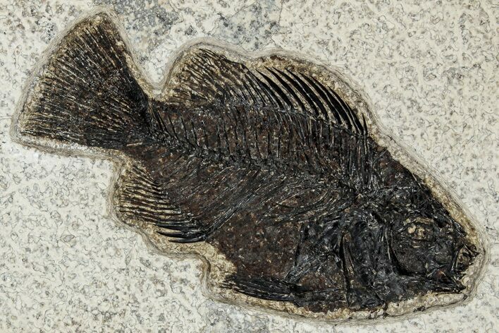 Beautiful Fossil Fish (Cockerellites) - Wyoming #309849